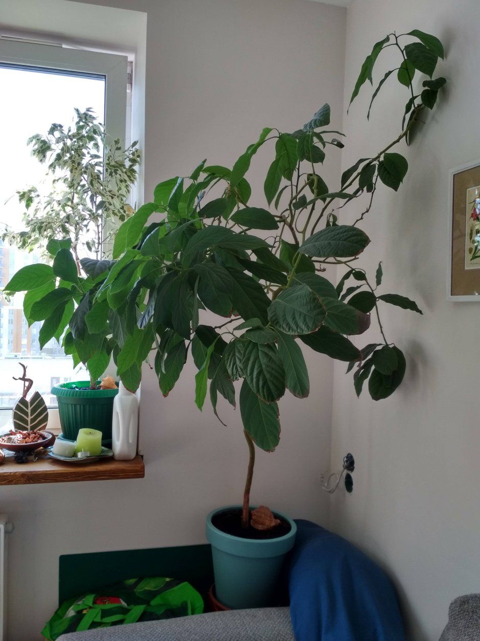 Авокадо растение дерево