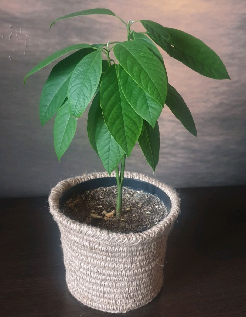 Авокадо растение