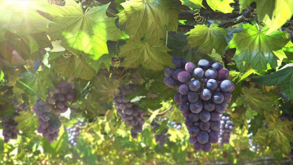 Виноградная лоза с виноградом