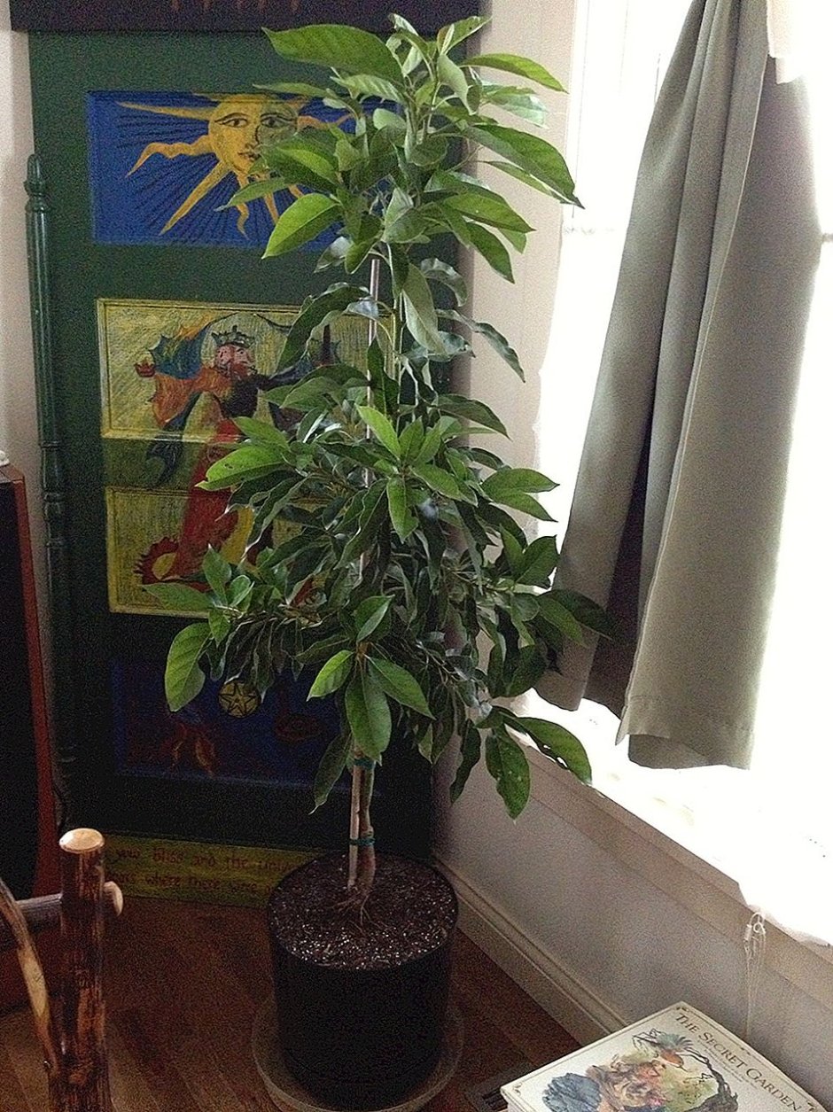 Авокадо дерево комнатное