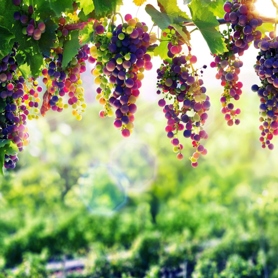 Виноградный сад