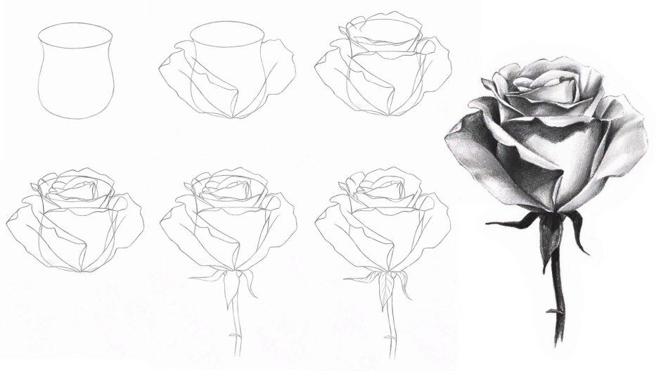Роза пошаговый рисунок карандашом