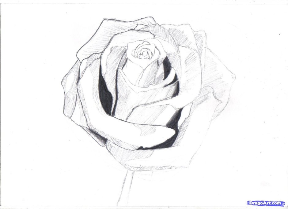 Раскрытая роза карандашом для начинающих