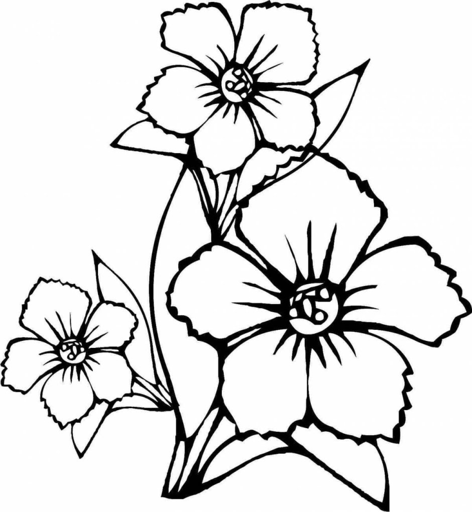 Рисунки цветов