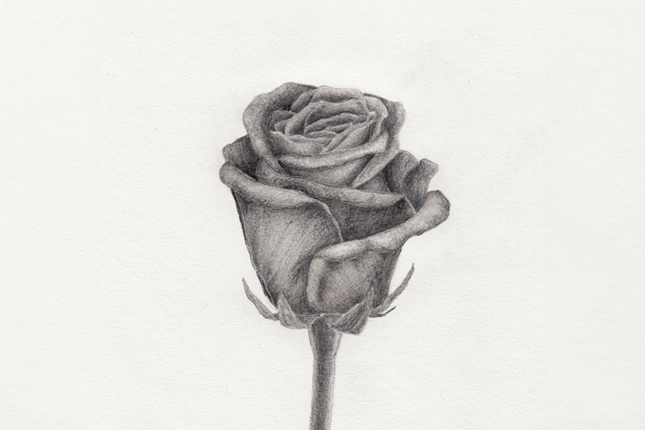 Роза рисунок простой
