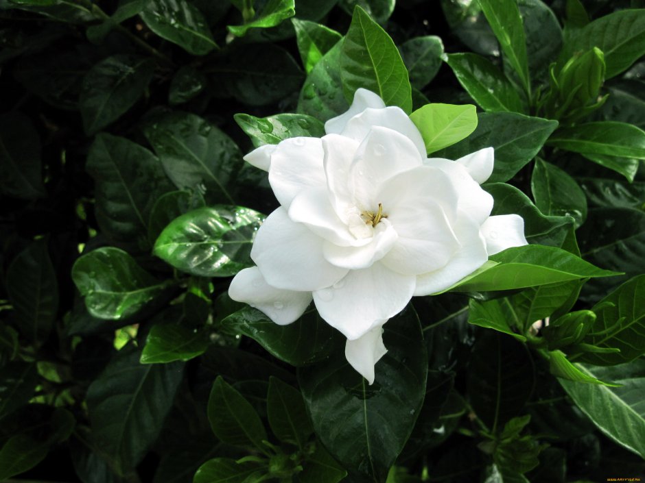 Гардения Жасминовая белоснежная роза