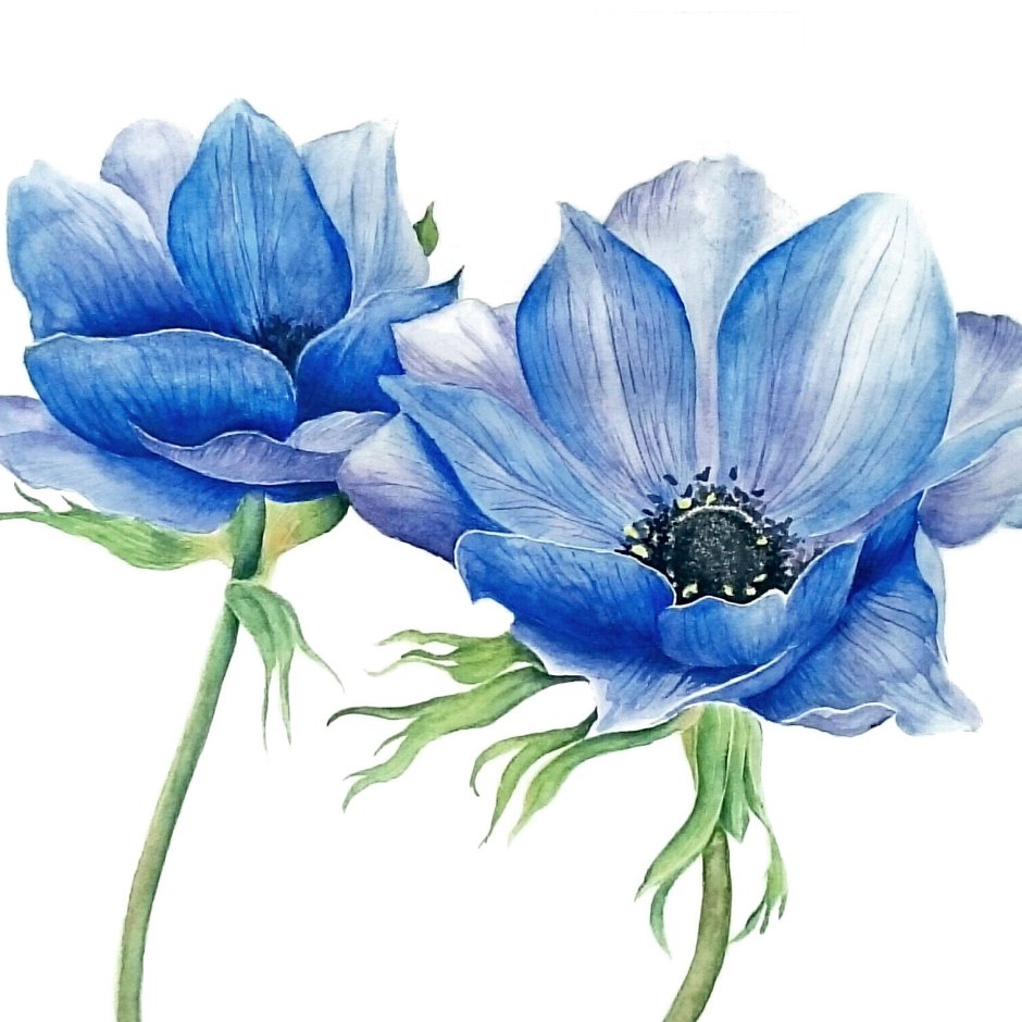 Голубые цветы акварель
