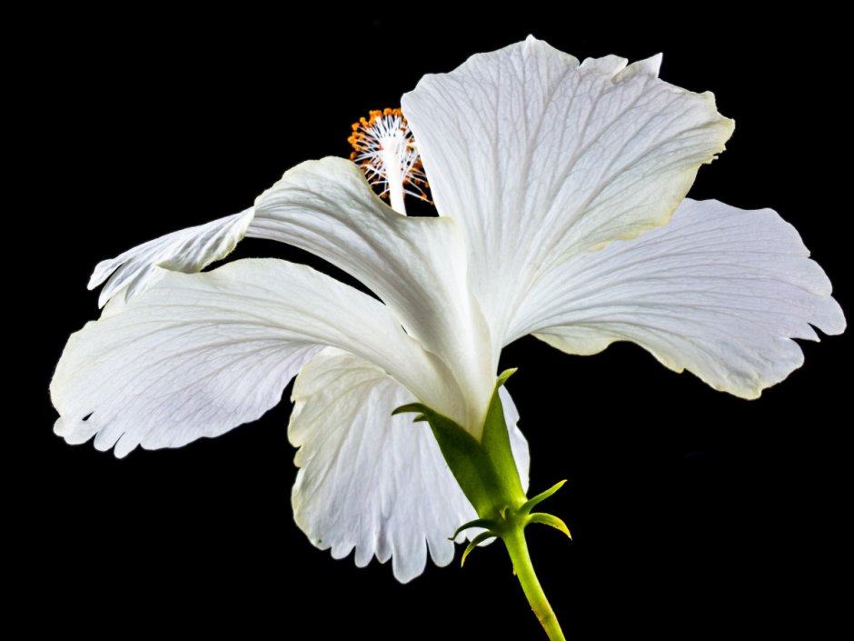 Белые длинные цветы
