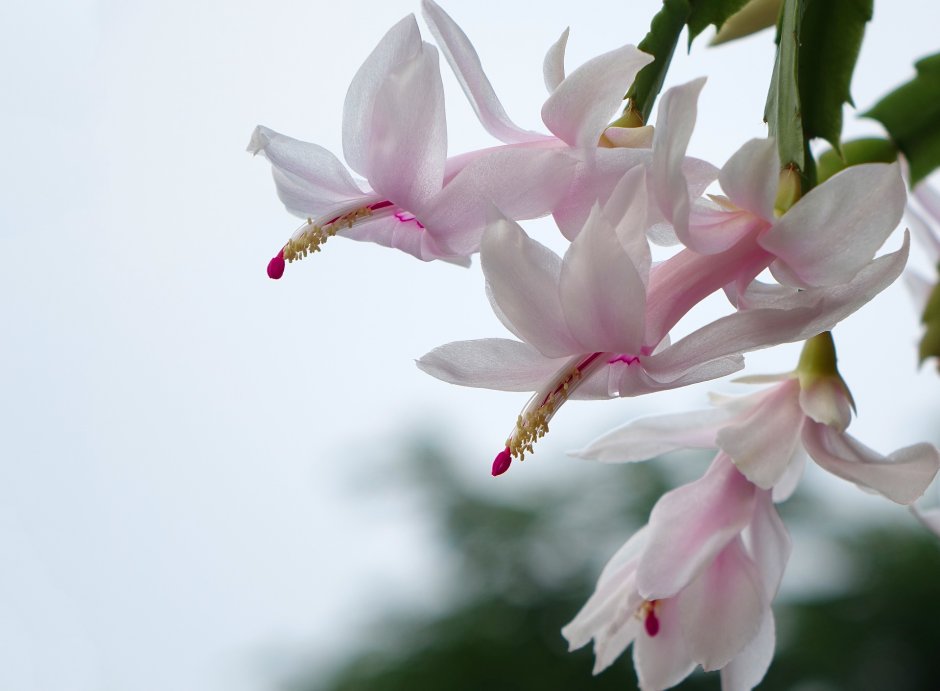 Шлюмбергера цветок белый