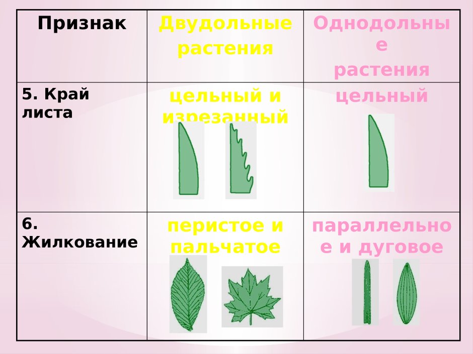 Семейство однодольных растений таблица с диаграммой 6 класс биология