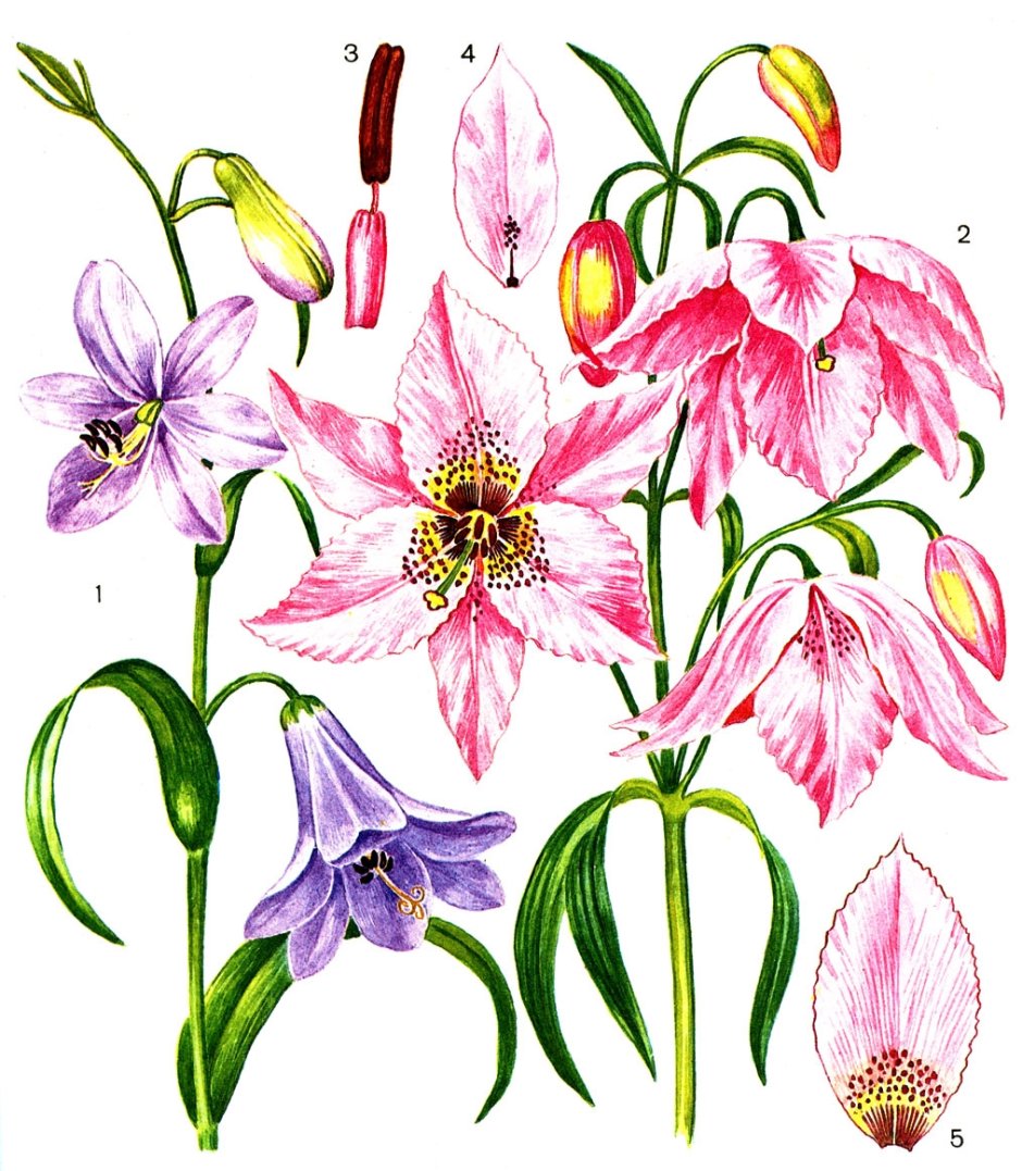Liliaceae семейство