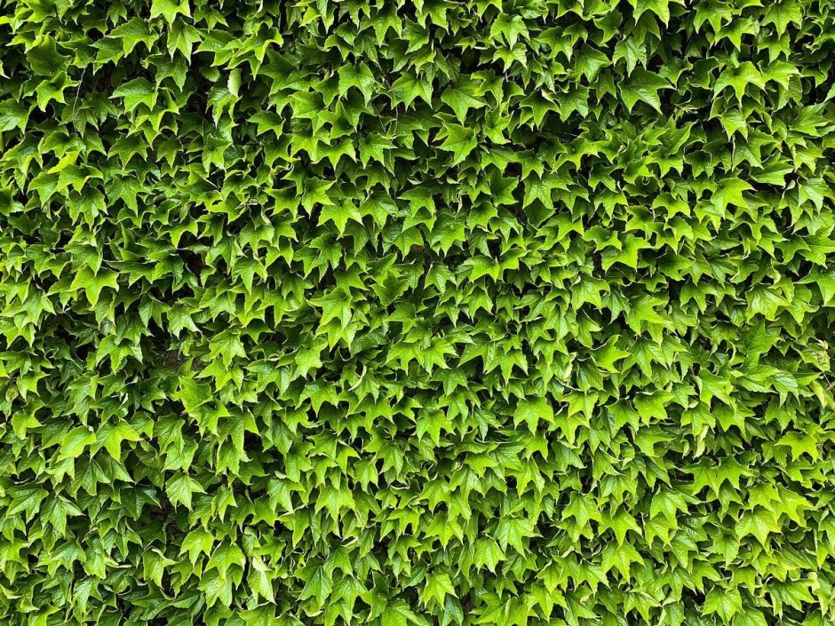 Плющ стена плющ зеленая