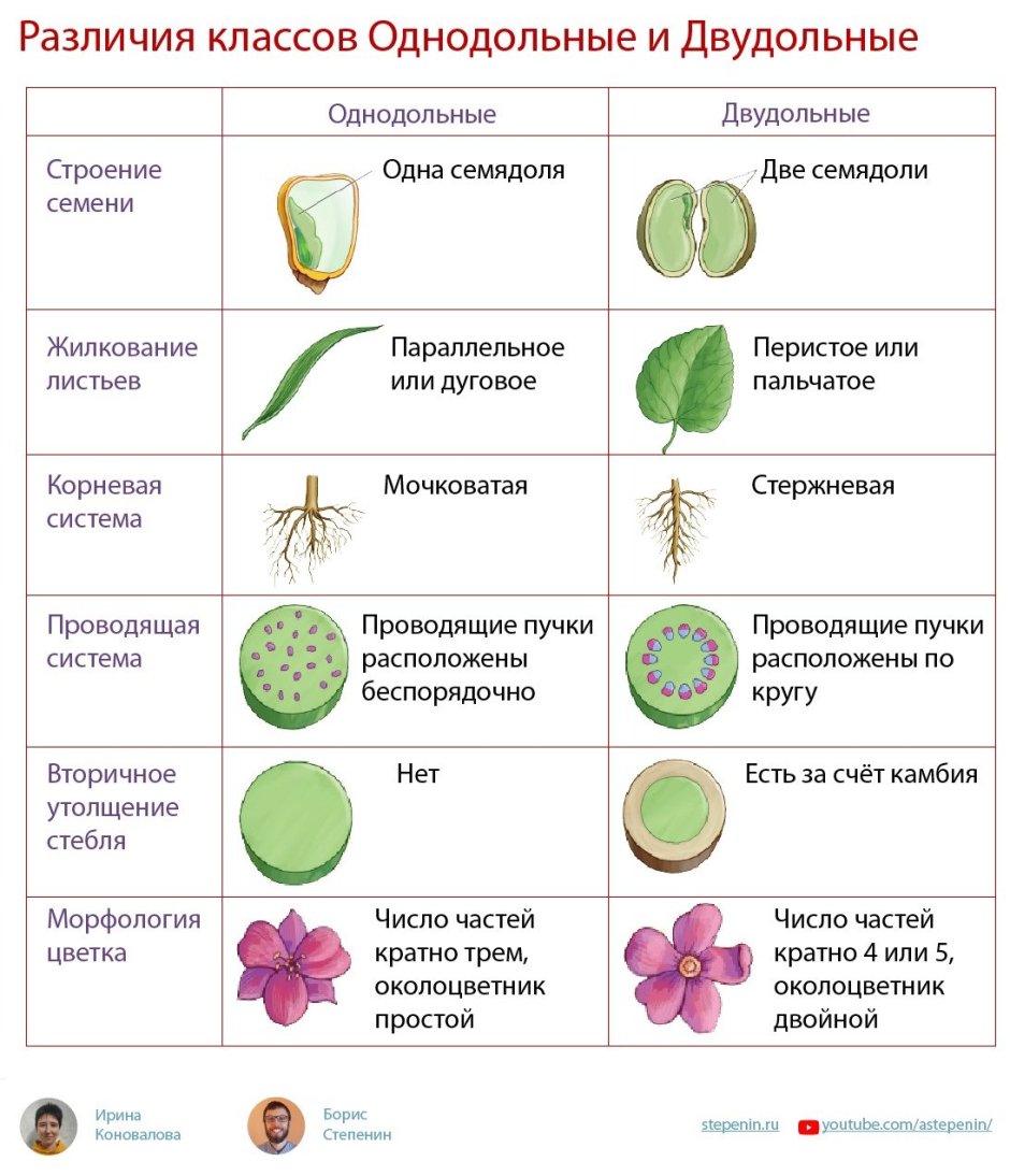 Семейства однодольных и двудольных растений таблица
