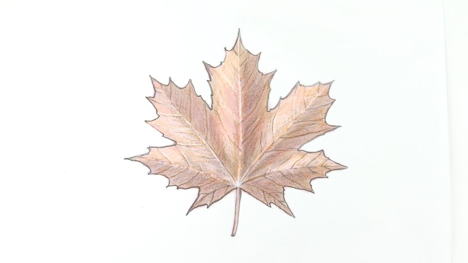 Кленовый лист цветными карандашами