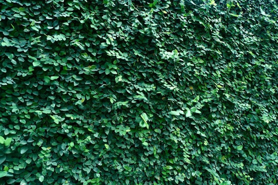 Плющ стена плющ зеленая