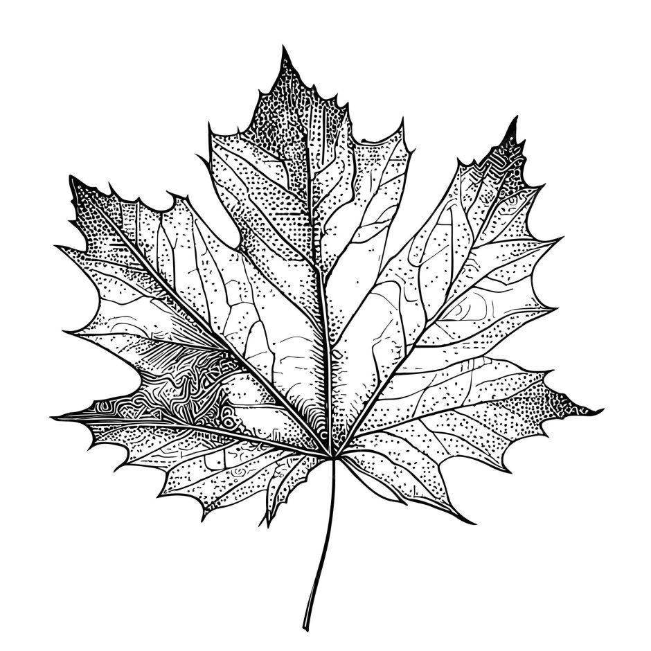 Кленовые листья гравюра