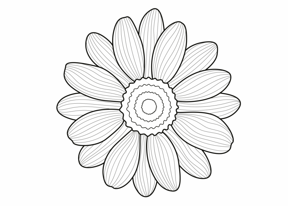 Раскраска цветок Ромашка