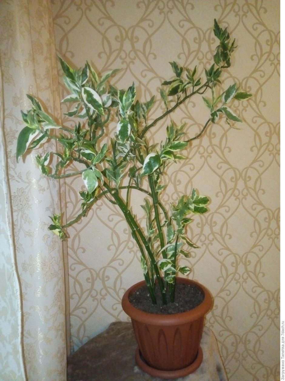 Растение педилантус титхумалоидес
