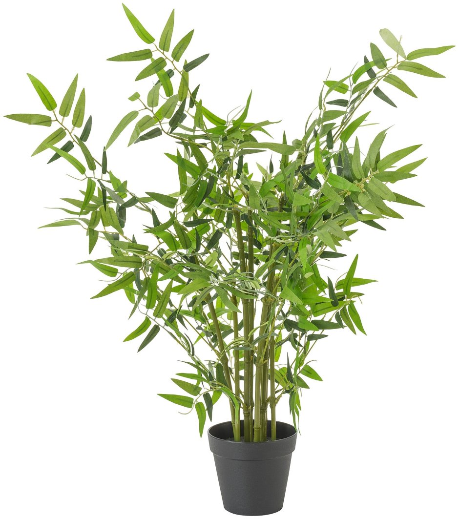 Икеа бамбук растение
