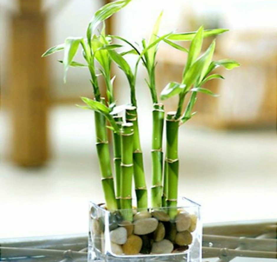 Комнатный бамбук Драцена