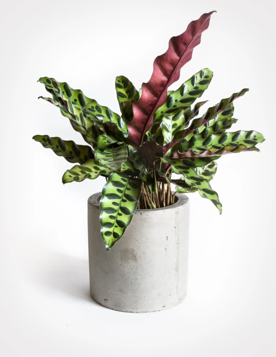 Calathea lancifolia