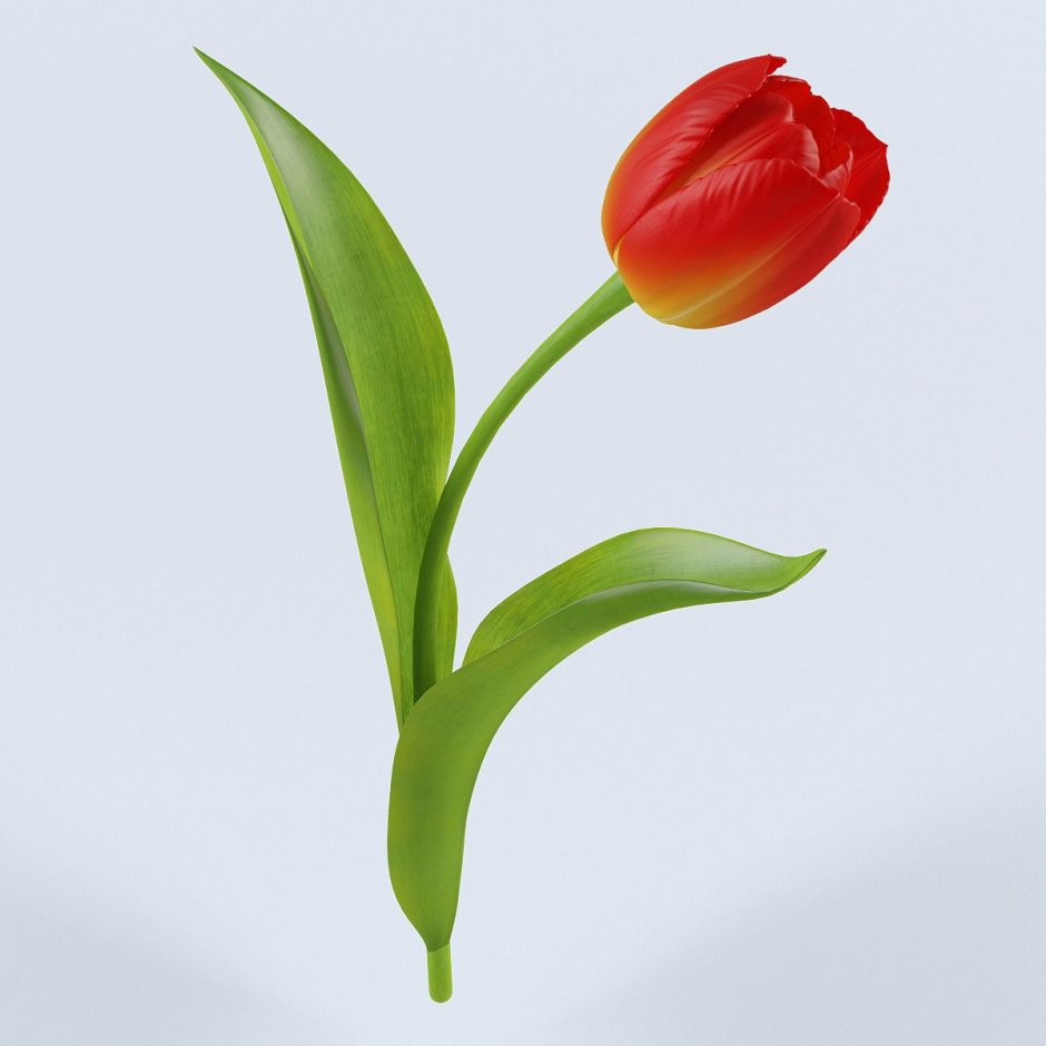 Тюльпан один цветок