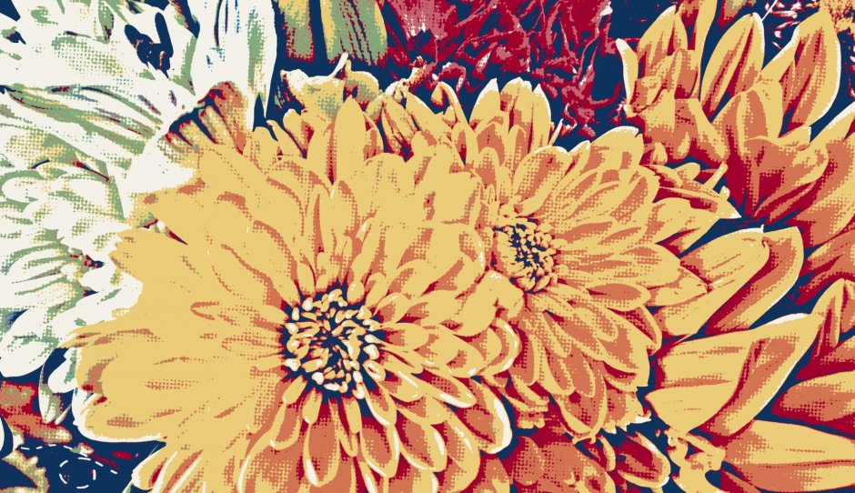 Желтые хризантемы рисунок