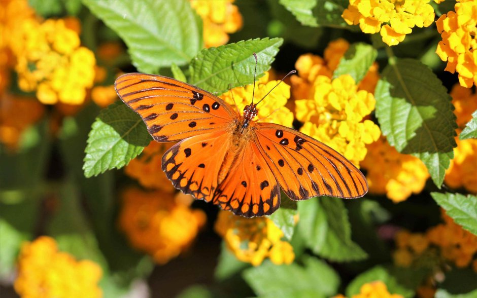 Пушистая оранжевая бабочка