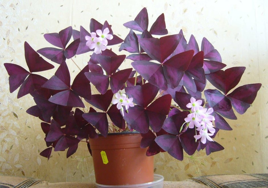 Кислица фиолетовая оксалис