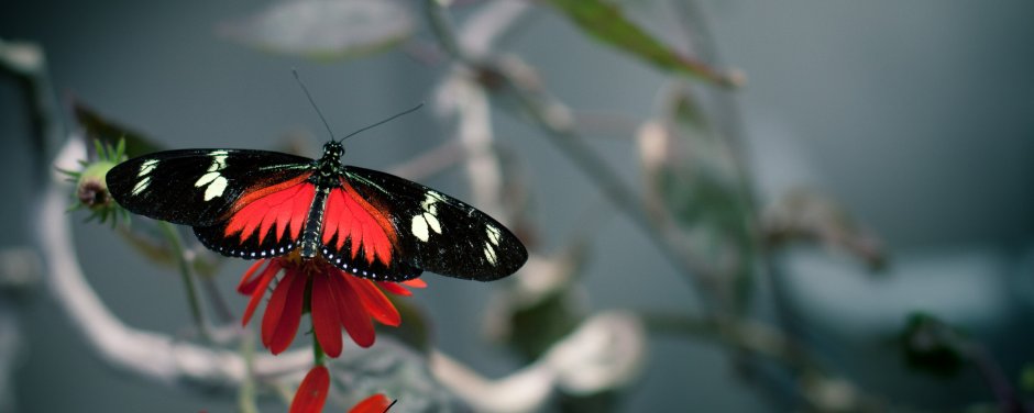 Красно черная бабочка