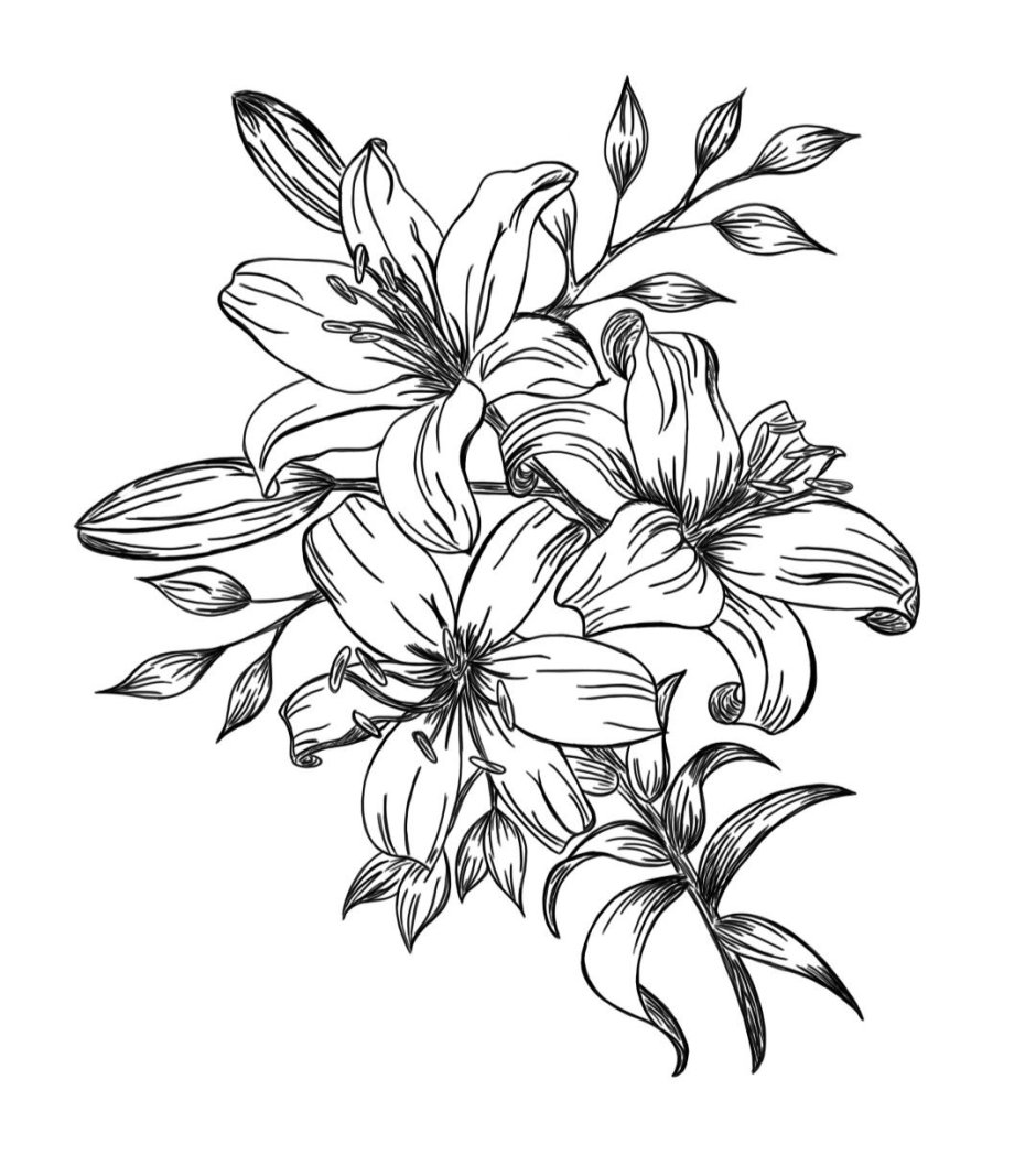 Лилия цветок эскиз