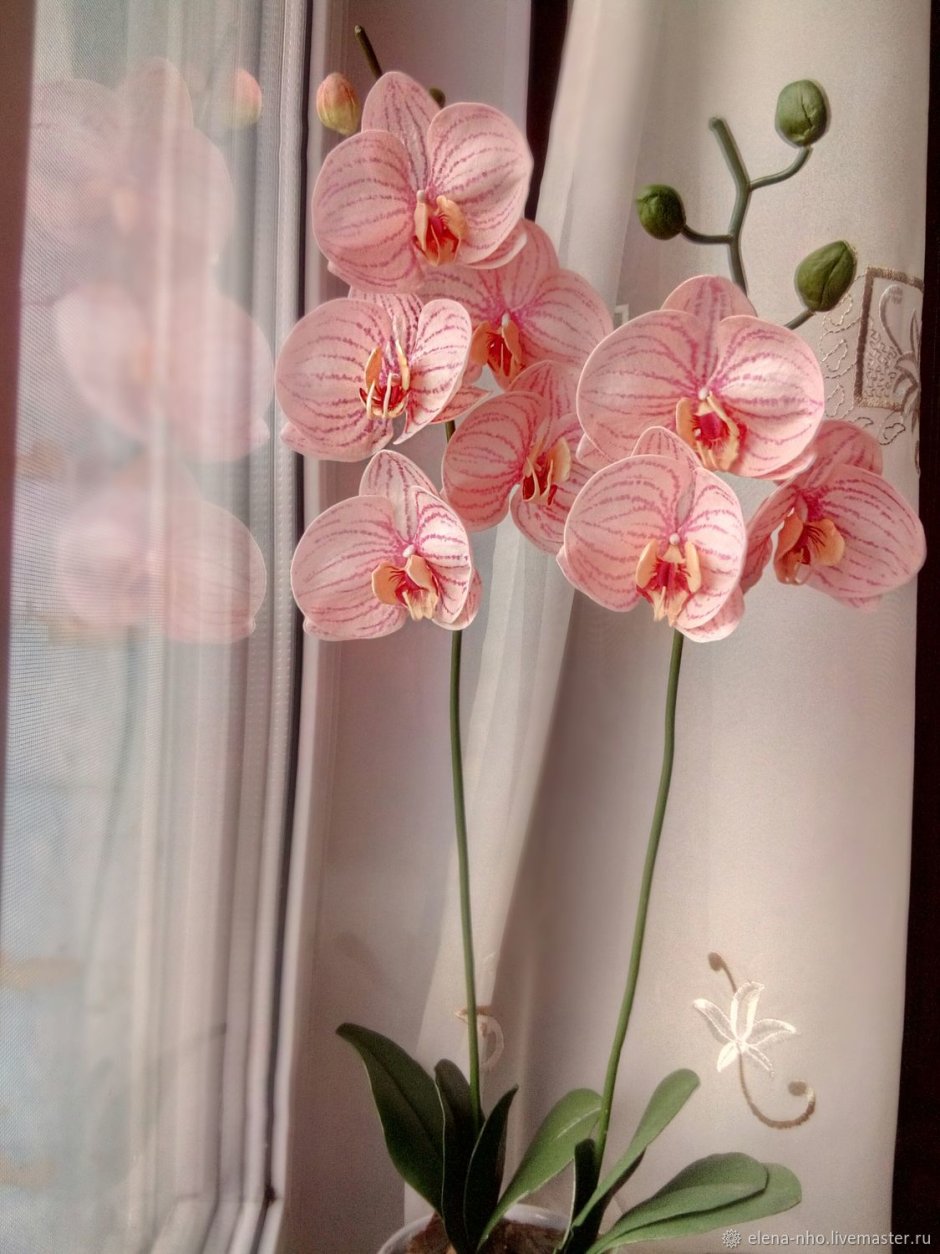 Персиковая Орхидея фаленопсис