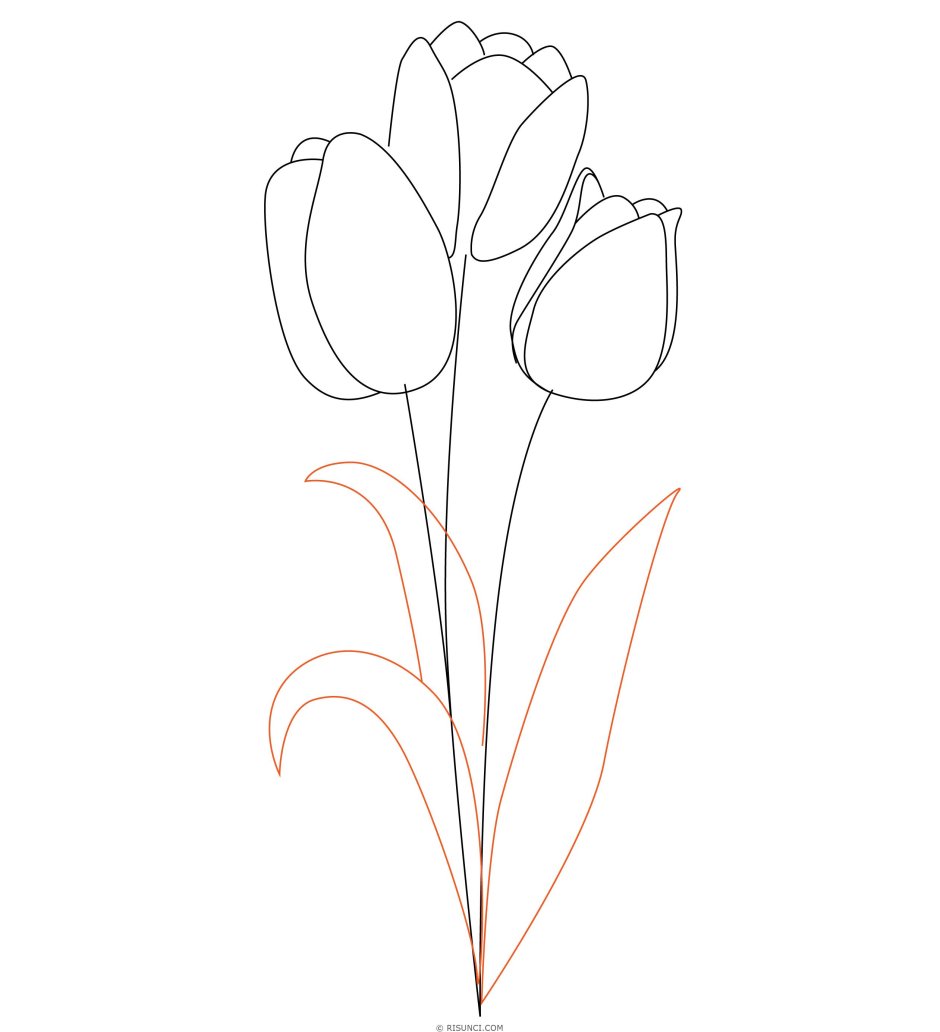 Тюльпаны для срисовывания