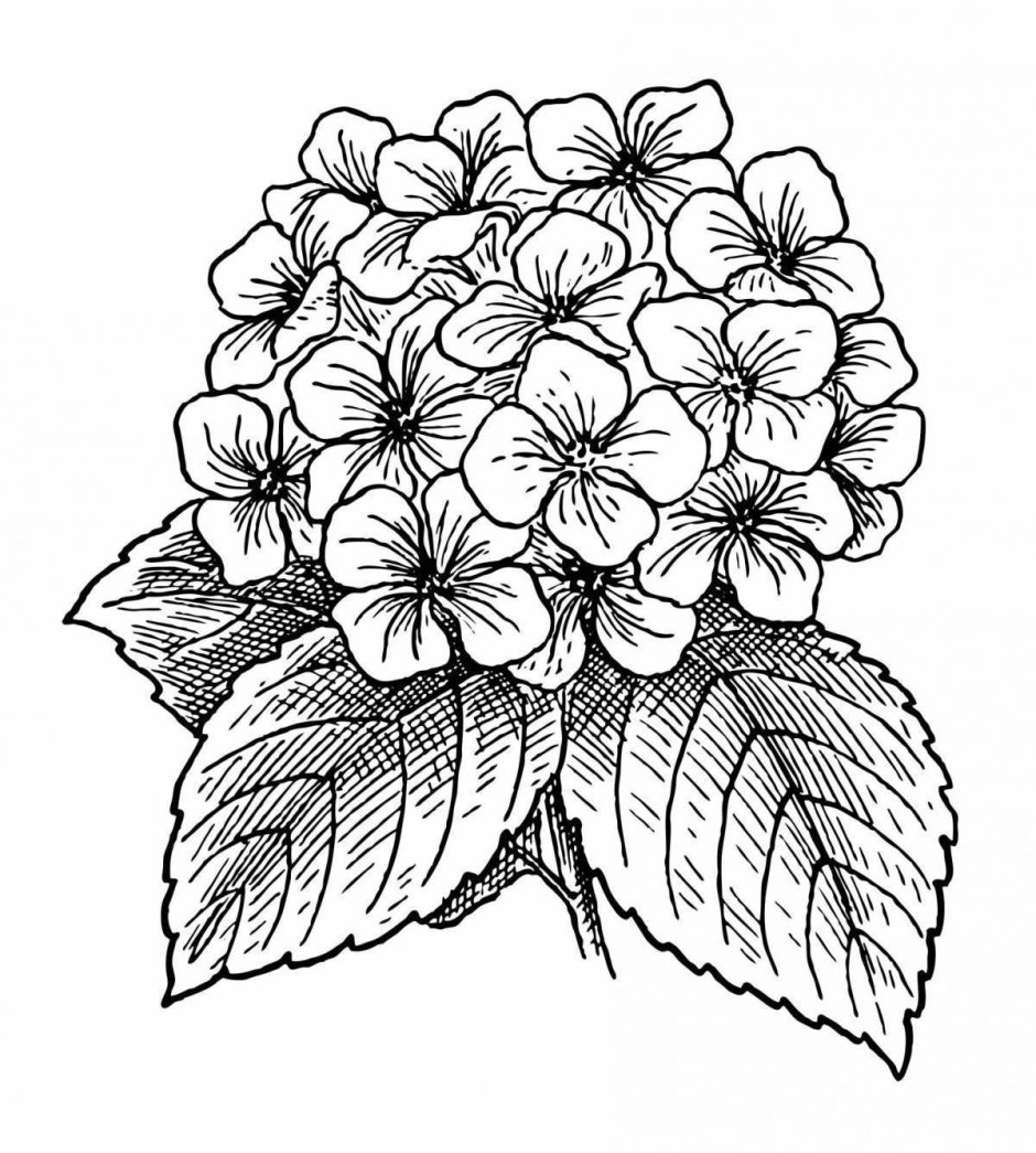 Раскраска цветы гортензия
