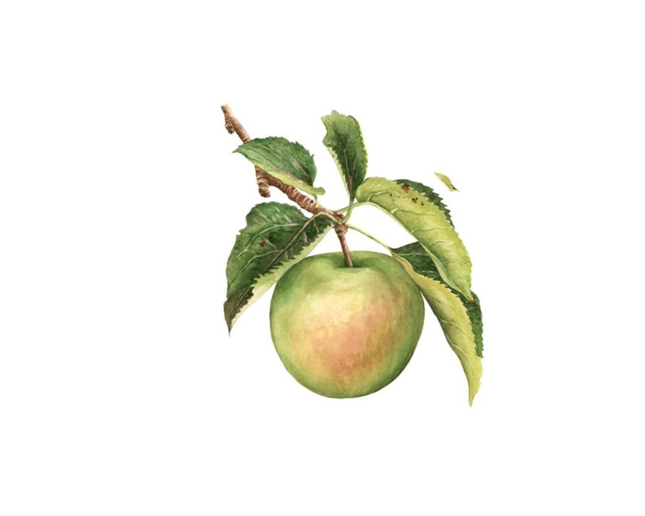 Яблоко с веточкой