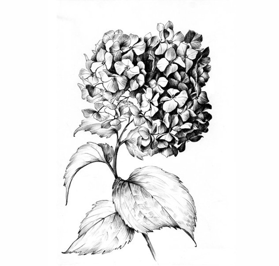 Гортензия метельчатая Ботаническая иллюстрация