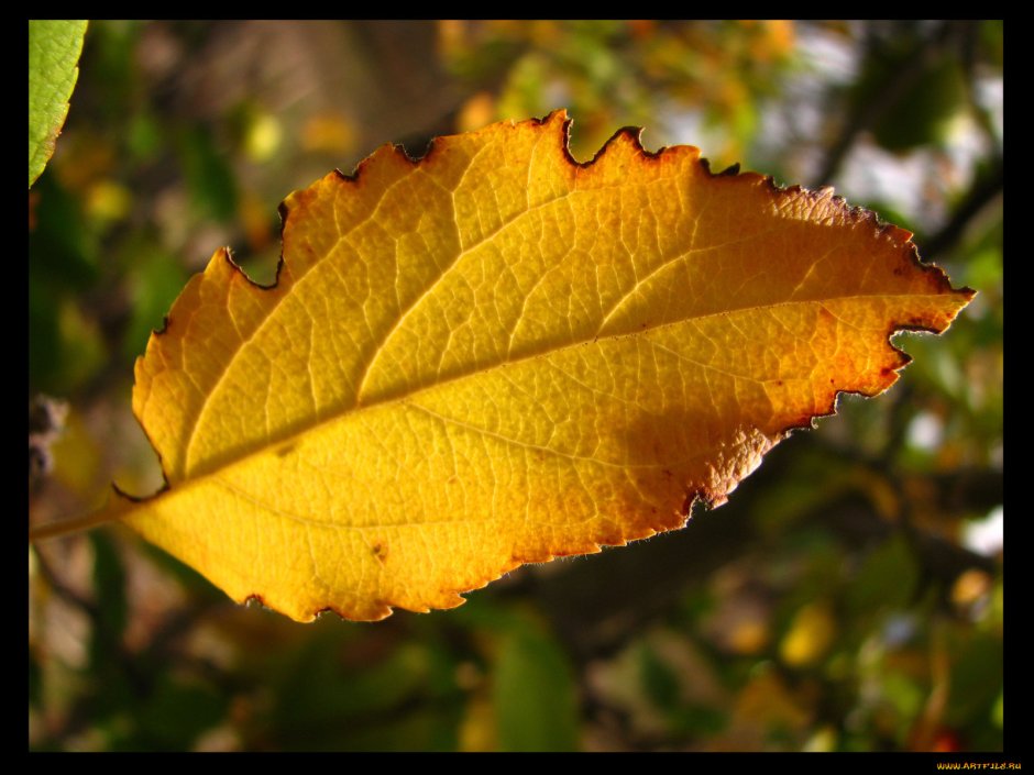 Осенний Яблоневый лист