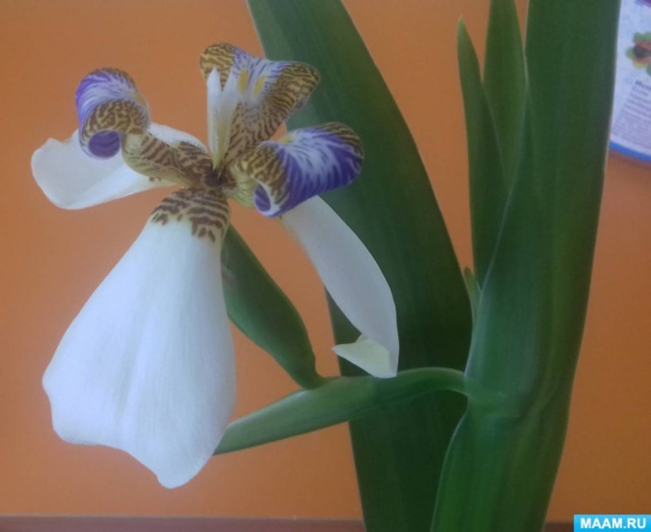 Орхидея неомарика