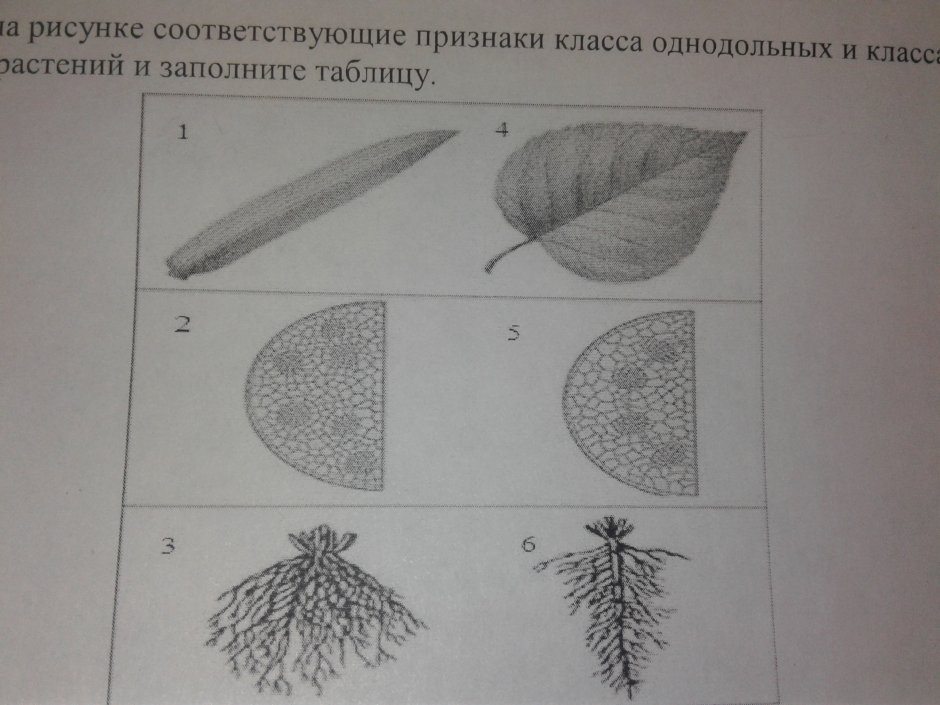 Однодольные и двудольные растения картинки