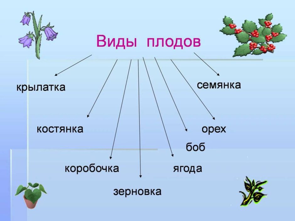 Разнообразие растений 1 класс