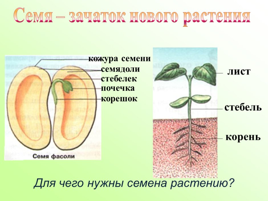 Семядоли у двудольных растений