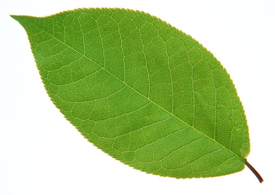 Зеленые листочки