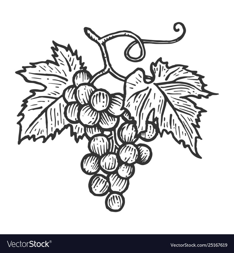 Гроздь винограда вектор