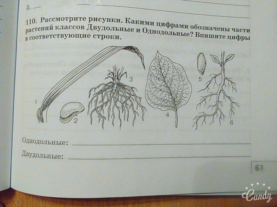 Однодольные и двудольные растения таблица
