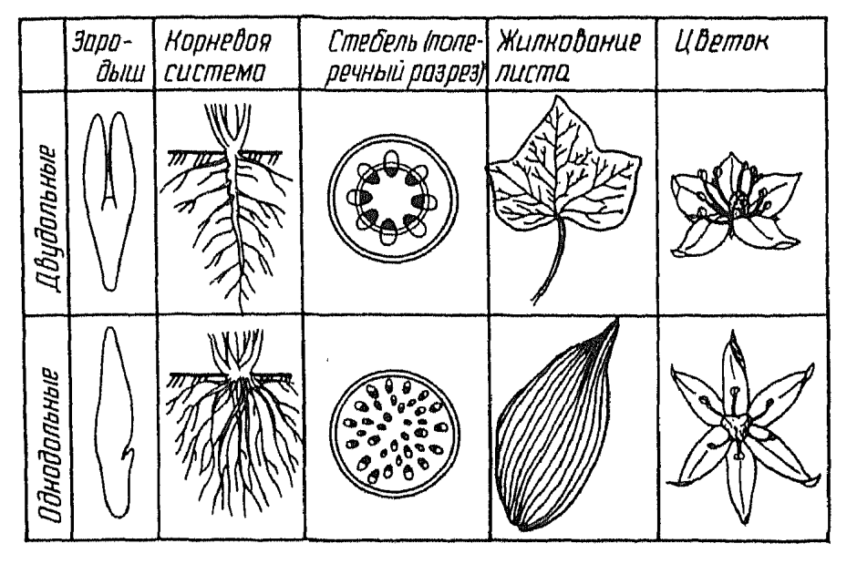 Диаграмма однодольных и двудольных растений