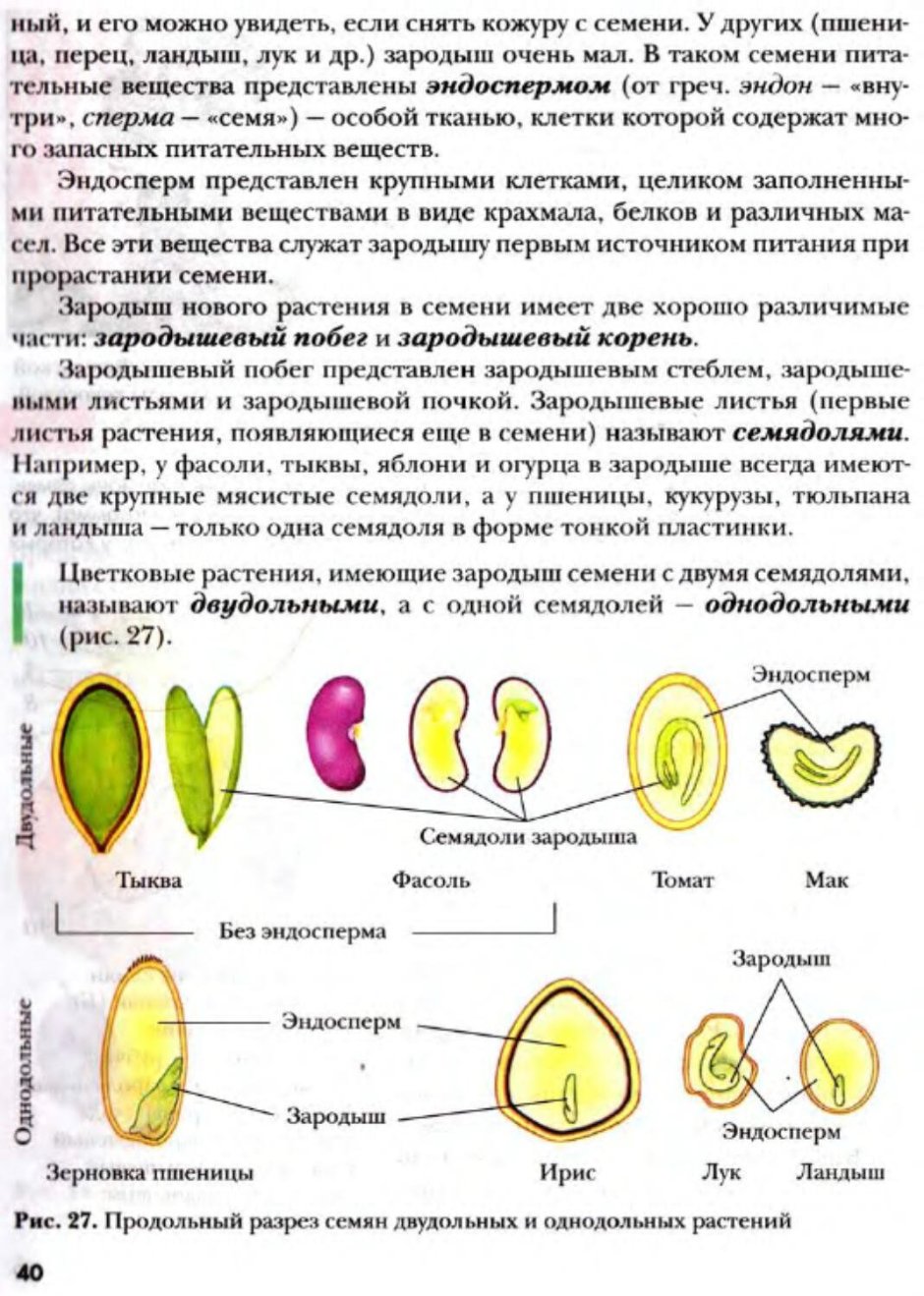 Семена двудольных растений с эндоспермом
