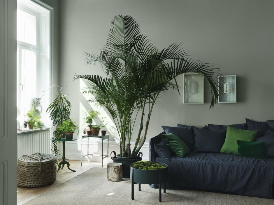 Тенелюбивые пальмы комнатные растения