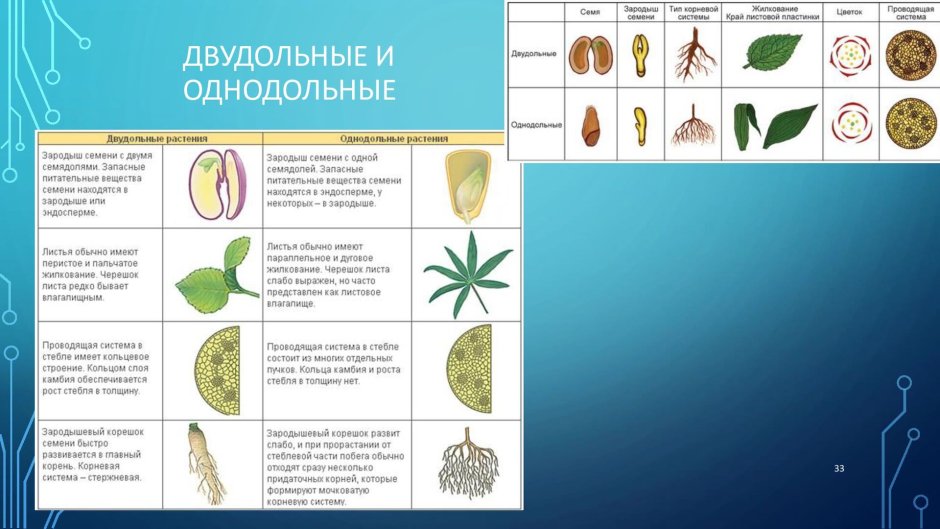 Признаки однодольных и двудольных растений