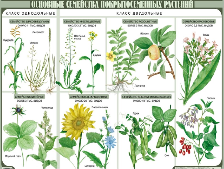 Семейства покрытосеменных растений таблица