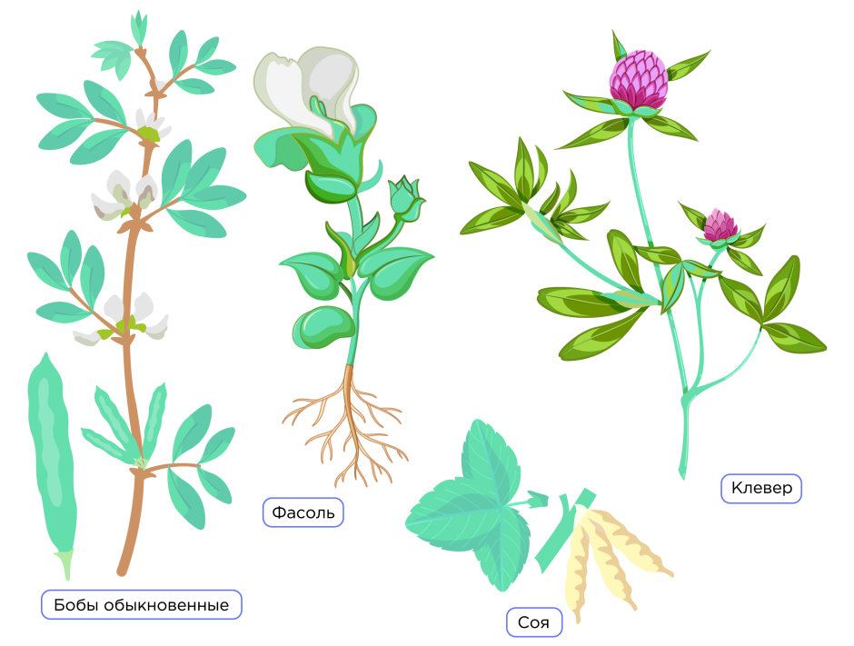 Рисунок растения арабидопсис